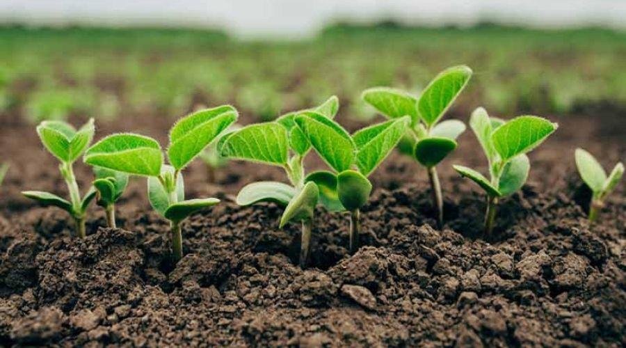 Organic Farming