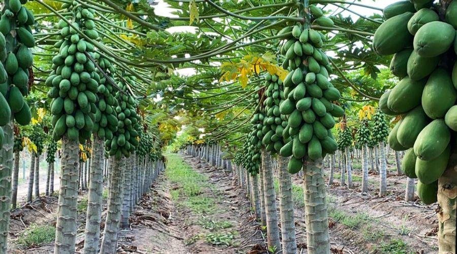 Papaya farming