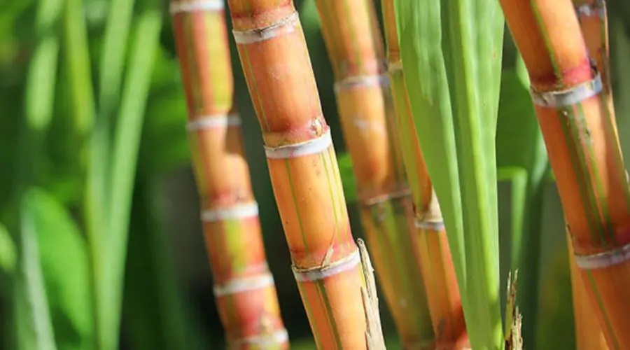 Sugarcane Variety