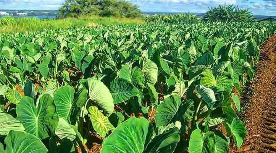 Alu Cultivation