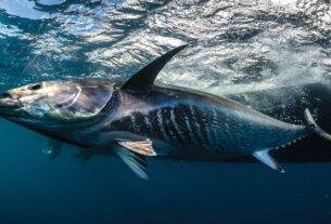 Blue Fin Tuna Fish