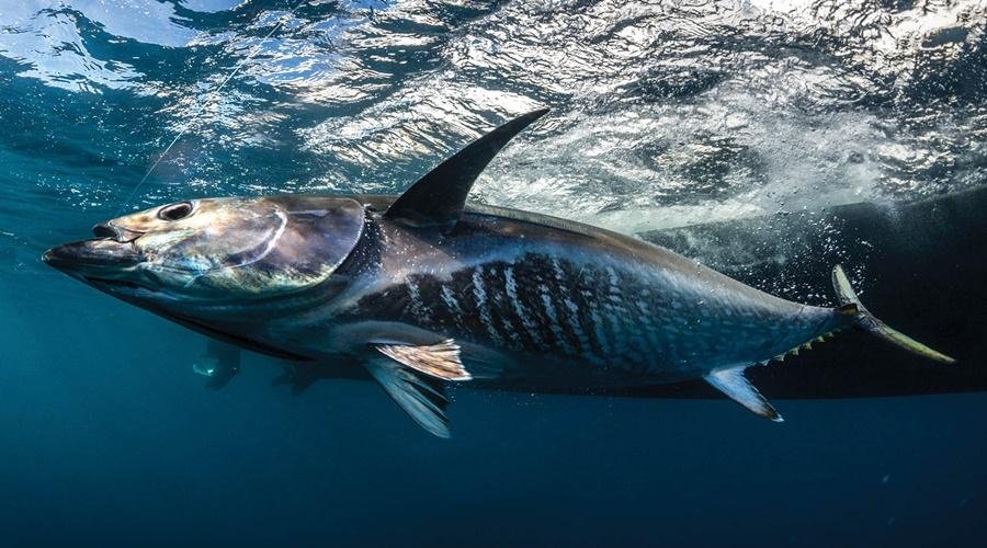 Blue Fin Tuna Fish