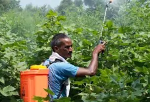 Chemical Pesticides
