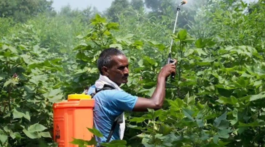 Chemical Pesticides