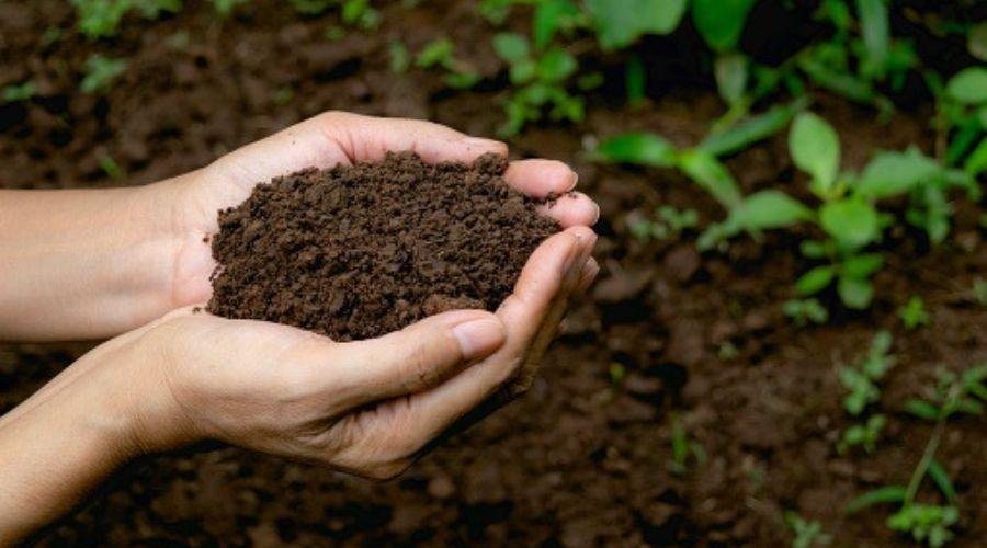 Compost Fertilizer