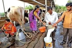 Dairy Industry