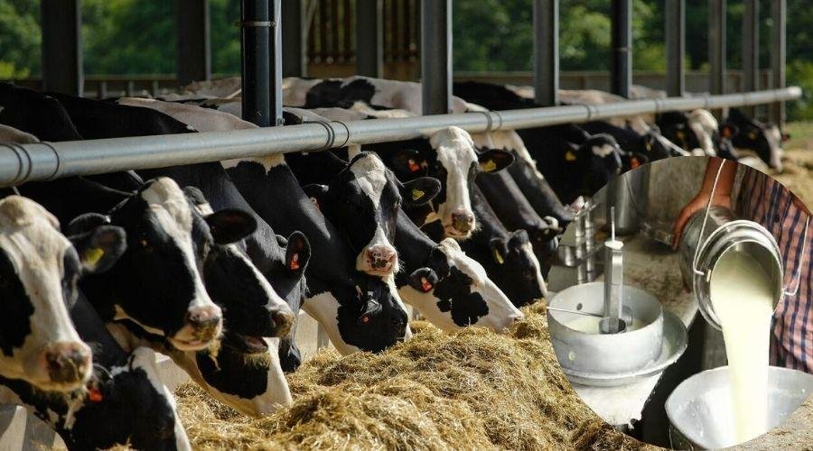 Dairy business