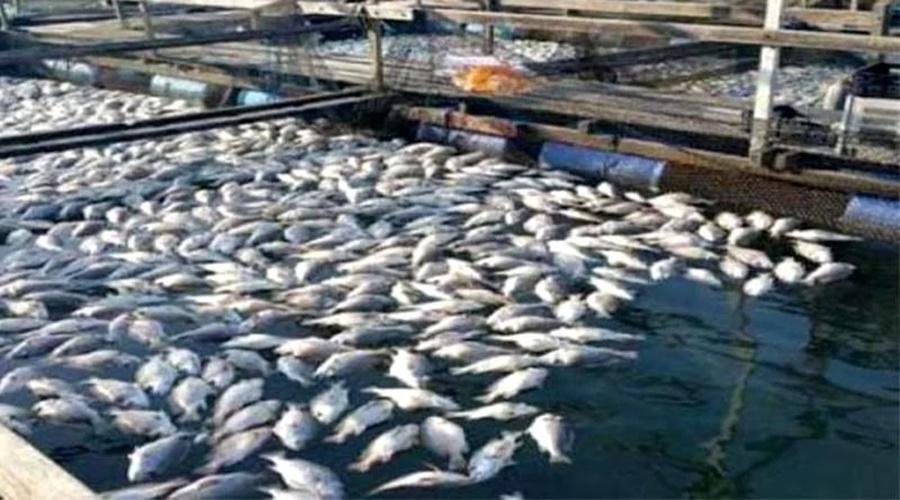 Fish Farm