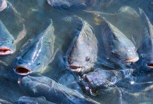 Fish Food