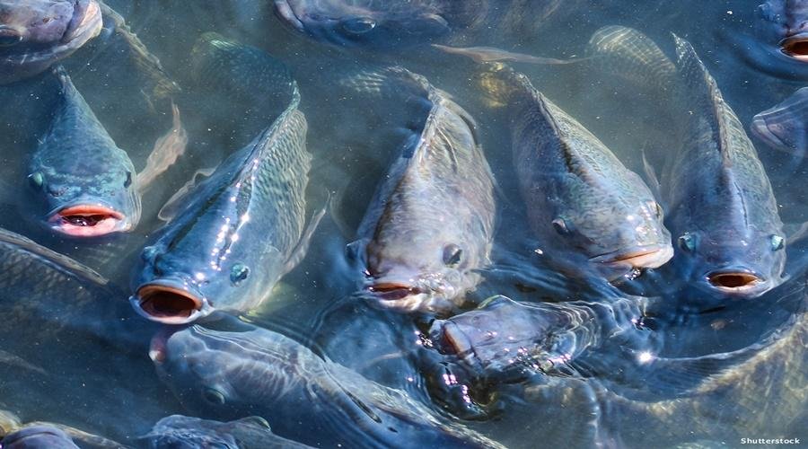 Fish Food