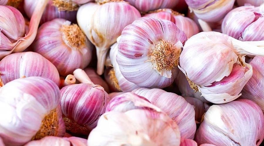 Garlic Price
