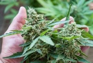 Hydroponics technology