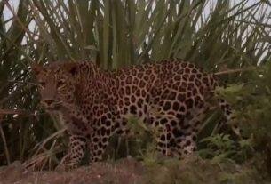 Leopard attack
