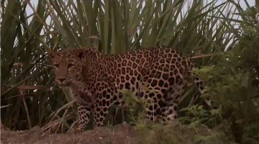 Leopard attack