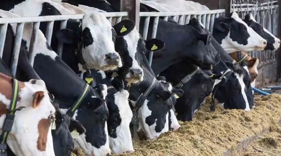 Milk production