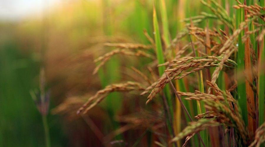Paddy Procurement