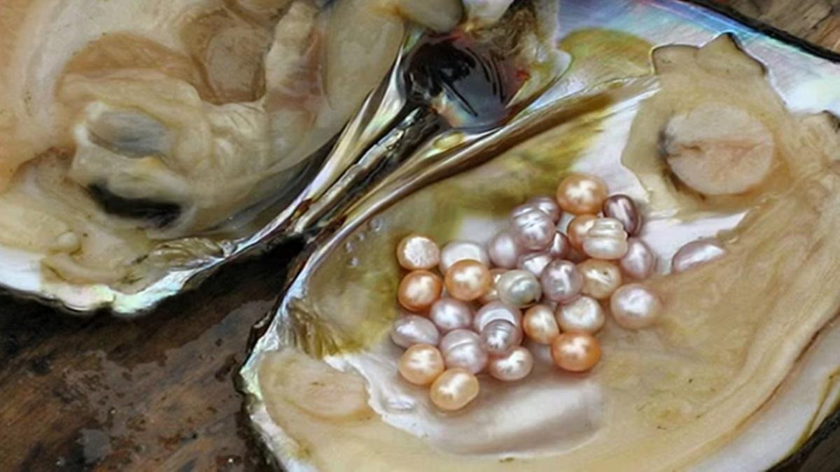 Pearl Farming