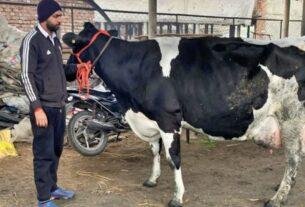 Shakira Cow