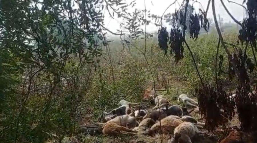 Sheep Died