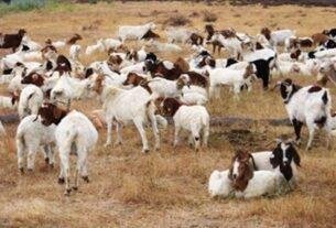 Sheep-Goat Disease