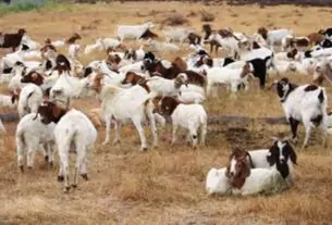 Sheep-Goat Disease