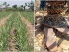 Sugarcane cultivation