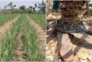 Sugarcane cultivation