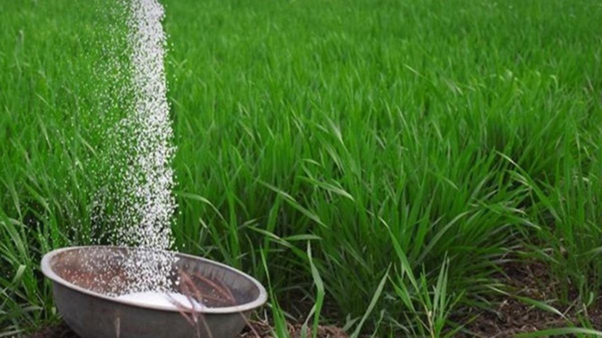 Urea Price