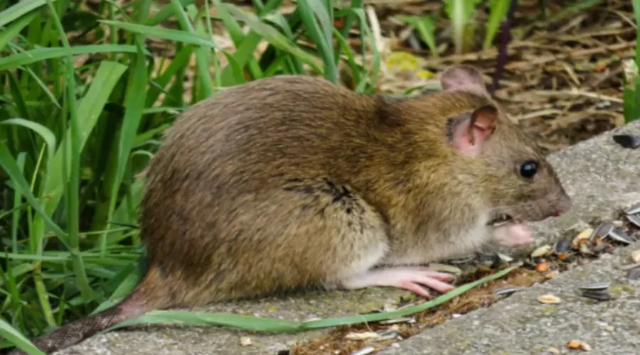 Wheat Farming Rats