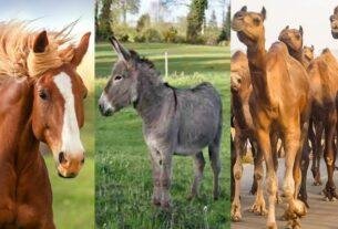 Animals Subsidy Scheme