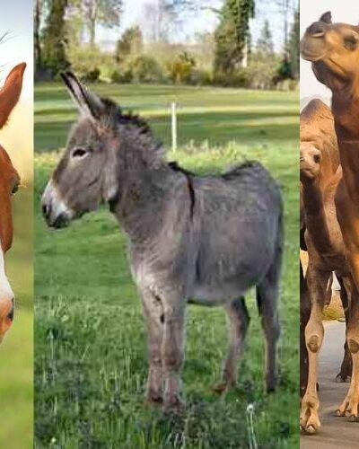 Animals Subsidy Scheme