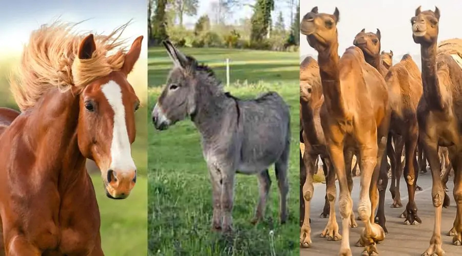 Animals Subsidy Scheme