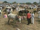 Animal husbandry