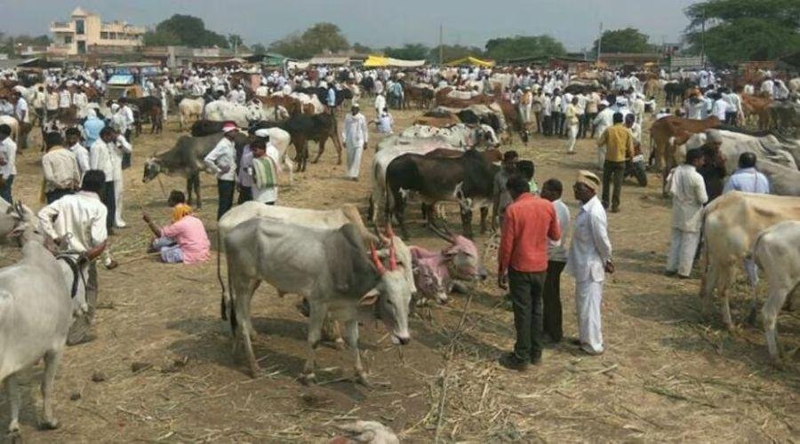 Animal husbandry