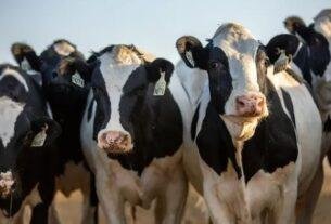 Animal husbandry business