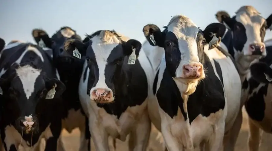 Animal husbandry business