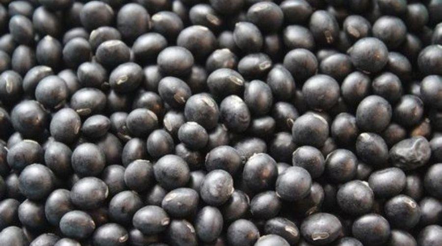 Black Soybean