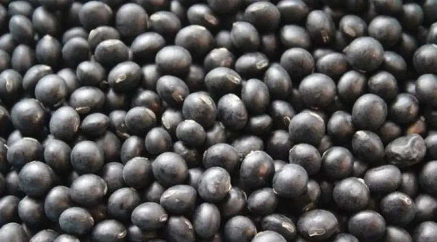 Black Soybean