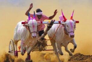 Bullock cart race