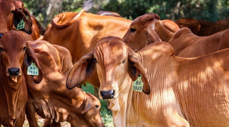 Cow Farming