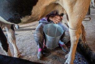 Cow Milk Increase Tips