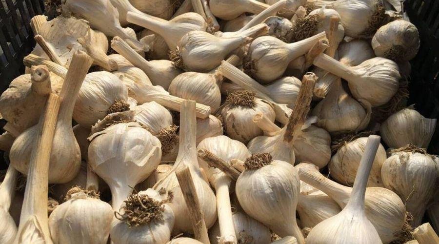 Garlic Price