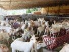 Goat Farming Business