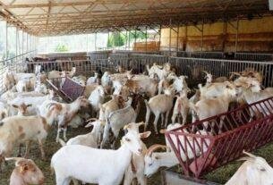 Goat Farming Business