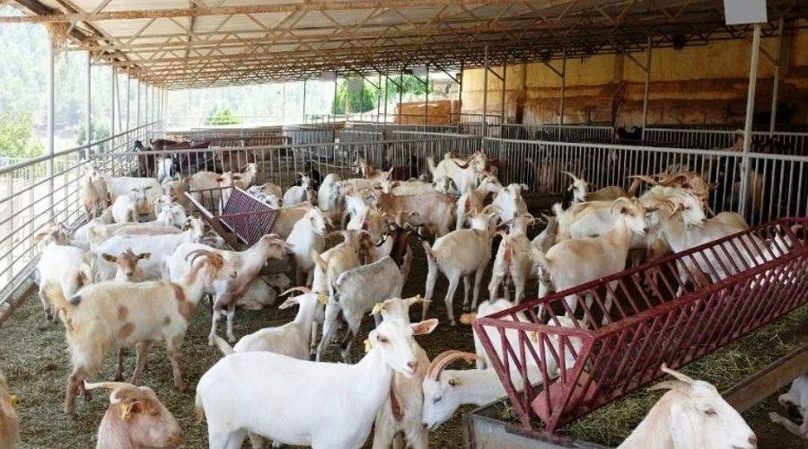 Goat Farming Business