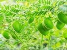 Gram Cultivation