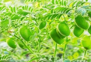 Gram Cultivation