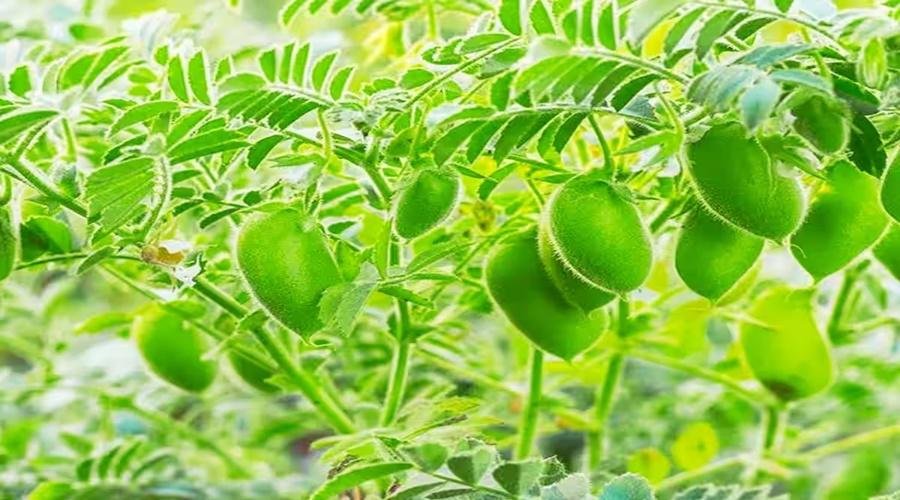 Gram Cultivation