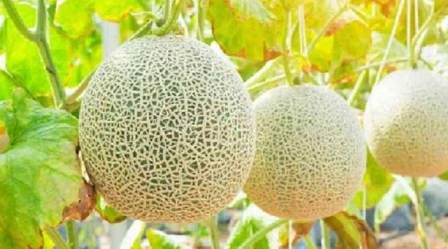 Melon Cultivation