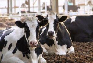Milk Rate
